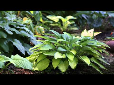 download lagu mp3 mp4 Hosta Siebold Elegans, download lagu Hosta Siebold Elegans gratis, unduh video klip Hosta Siebold Elegans