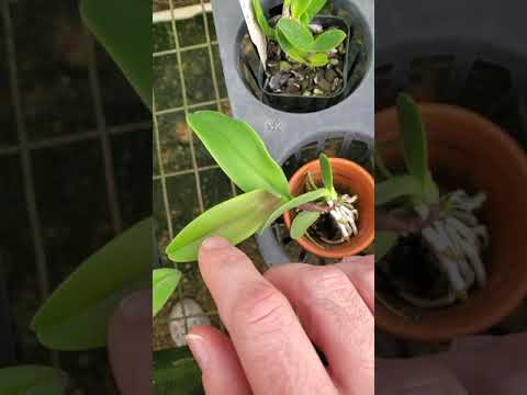 Greenhouse Cattleya seedlings update • 17 September 2022