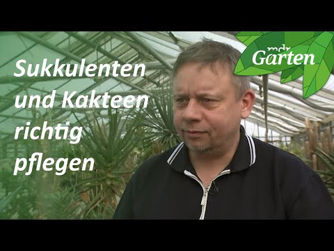 Winterruhe für Kakteen und Sukkulenten | MDR Garten
