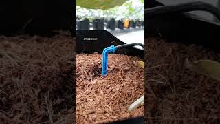 Download lagu tetes demi tetes dipengairan sistem drip mp3 Download lagu tetes demi tetes dipengairan sistem drip mp3