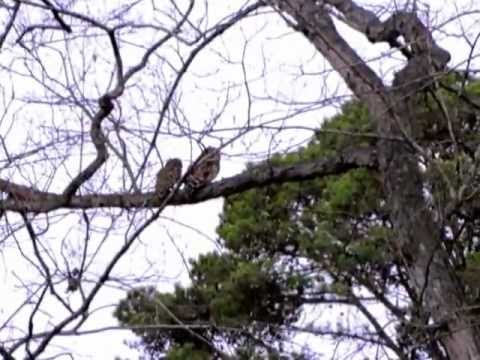 Female Barred Owl bonding  with male.