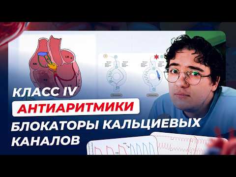 Фармакология 11.  Класс IV.  Блокаторы кальциевых каналов