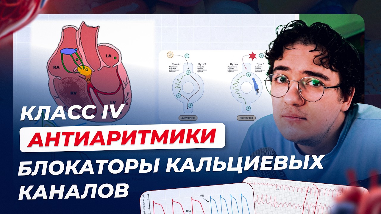 Фармакология 11.  Класс IV.  Блокаторы кальциевых каналов