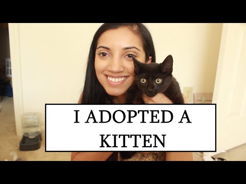 Vlog 2: I ADOPTED A KITTEN + Petco Haul
