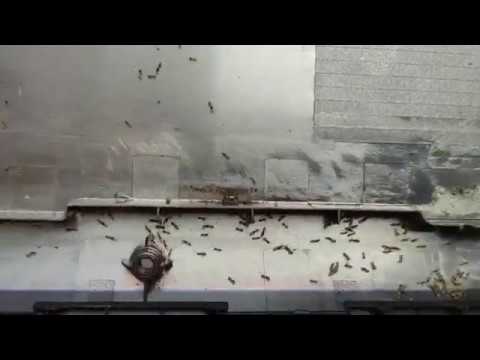 Limpeza do Notebook com Formigas