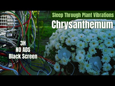 3 Hours Of Chrysanthemum Frequencies – 432Hz Plant Music For Deep Healing