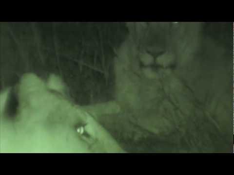 Night: Episode 115 (Pole Cam in Hyena den, Hyenas show up)