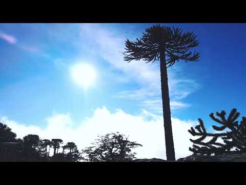 Parque nacional piedra del Águila #Motionlapse #djiosmo #cañete #piedradelaguila