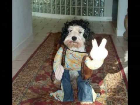 Rap Fofinho - Marcelo Adnet