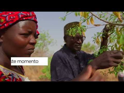Video: La Década para la Restauración de Ecosistemas de las Naciones Unidas - Global Landscapes Forum