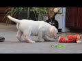Labrador Retriever dogs for sale: Steve - Video 1