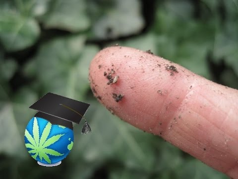 Over-watering Cannabis Plants: Diagnosis & Prevention