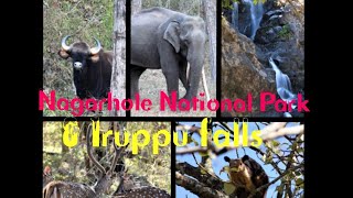 preview picture of video 'Nagarhole National Park & Iruppu falls'