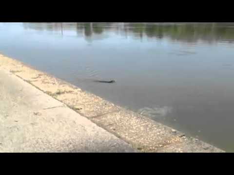 Vidra u Dravi 24.4.2013.