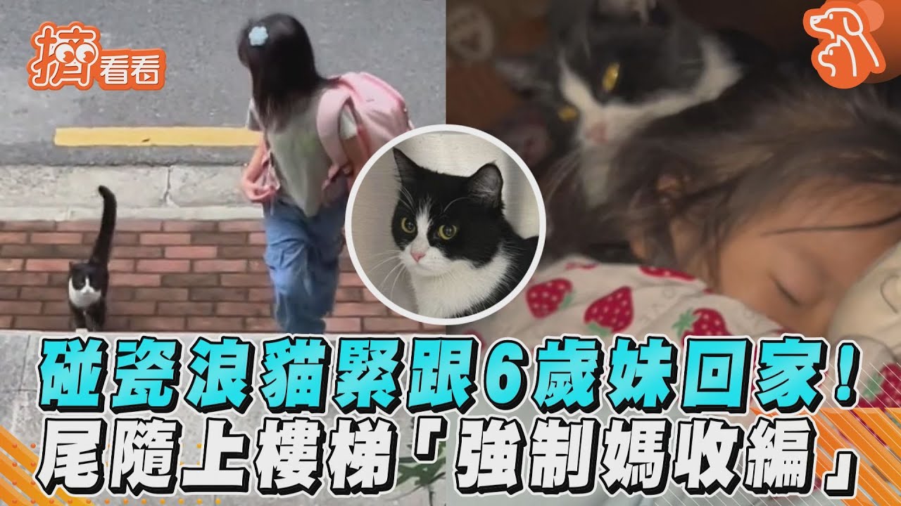 影音/碰瓷浪貓緊跟6歲妹回家!尾隨上樓梯「強制媽收編」
