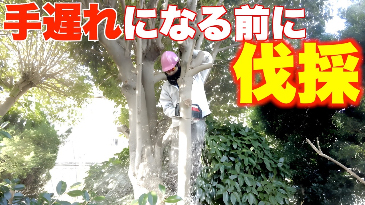 【不要な木、伐採】大きくなりすぎて困っている庭木の伐採