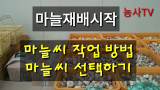 마늘재배-  씨마늘 쉽게 작업하기, 마늘씨 선택하기 [농사TV]