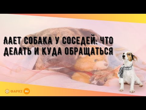 Лает собака у соседей: что делать и куда обращаться