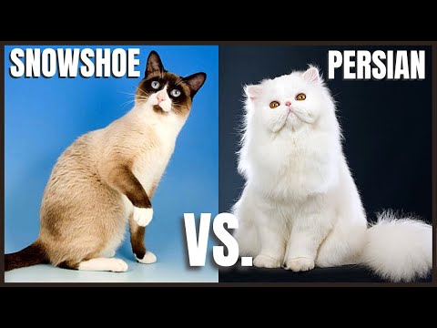 Snowshoe Cat VS. Persian Cat