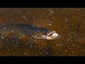 Pike Paradise FILM Unbelievable Topwater Footage