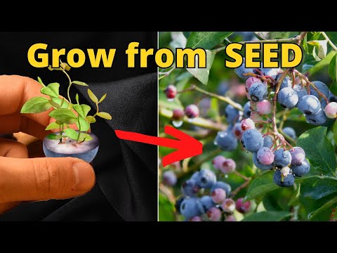 HOW TO Grow UNLIMITED Blueberries from Store-Bought Fruits (FROM SEED)