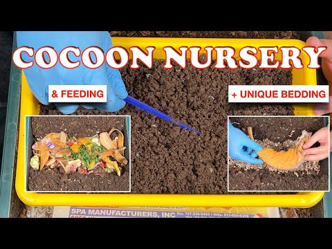 Red Wiggler Cocoon Nursery Update + 6000 Worm Tower Feeding | Vermicompost Worm Farm