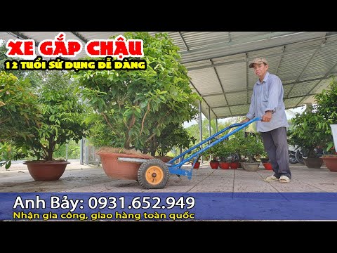Chậu Mai Vàng chà bá !!! Em bé 12 tuổi cũng vận chuyển dễ dàng. Liên hệ đặt hàng: 0931.652.949