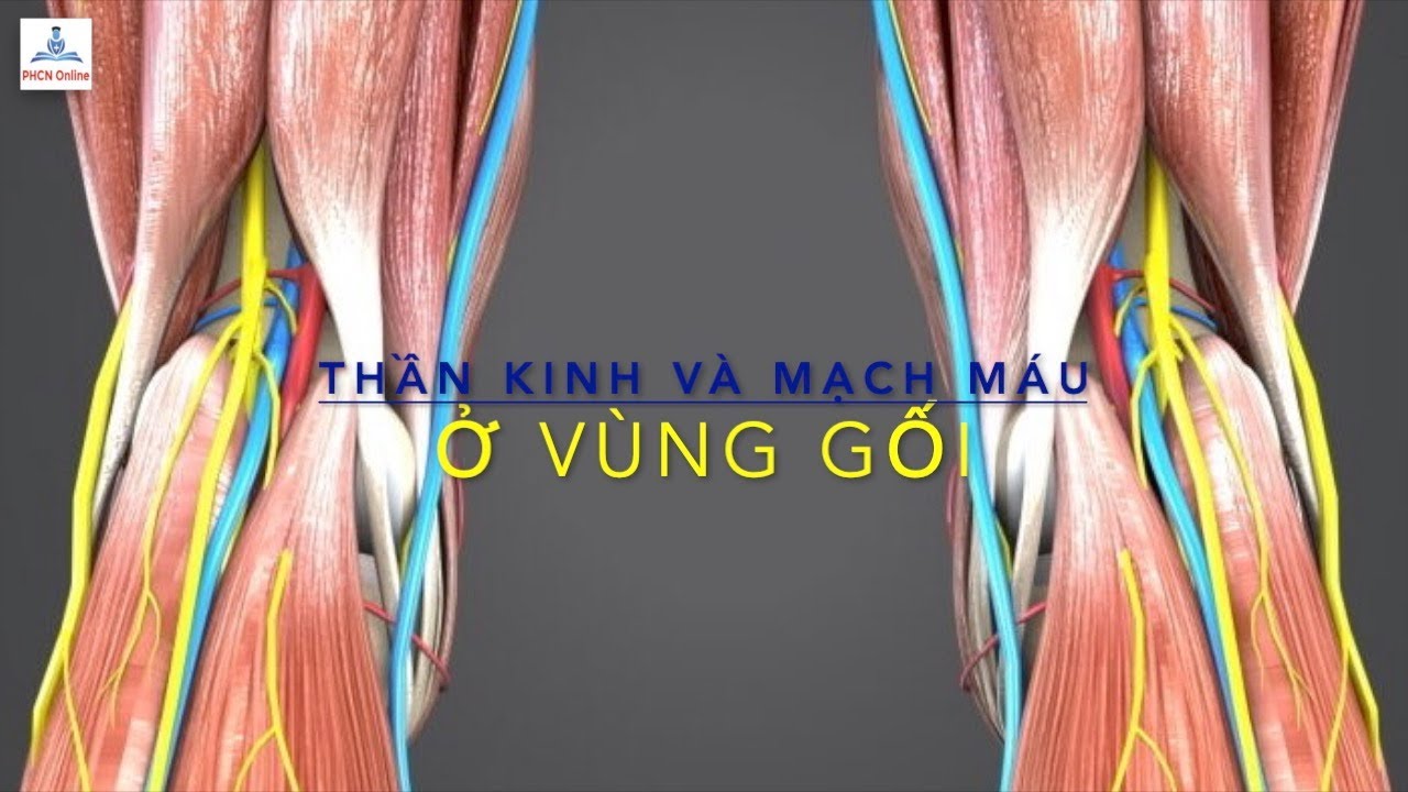 Giải Phẫu Chi Dưới: Mạch Máu và Thần Kinh vùng Gối