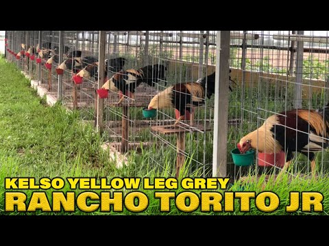 Giro Grey Yellow Leg Kelso - Beautiful Birds RANCHO TORITO JR