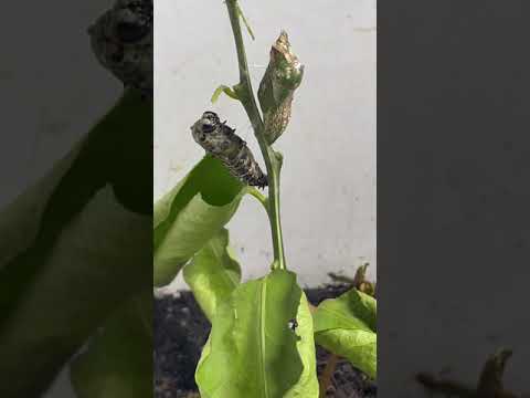 Swallowtail caterpillar becomes pupa at night!