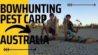 Bowhunting Huge European Carp in Australia