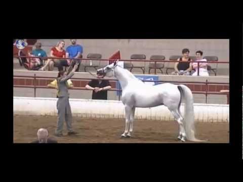 Region 16 Araian Championships