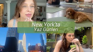 New York'ta puppy yoga 🐶🧘‍♀️ VLOG