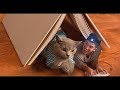 Aarons Animals Best Funny Compilation Aarons Animals Best Funny Compilation