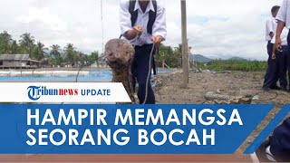 Nyaris Mangsa Anak 13 Tahun, Ular Sanca Berukuran 6 Meter Ditangkap dan Dibunuh Warga