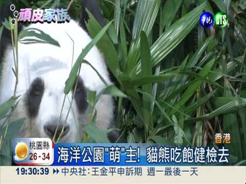 香港超人氣貓熊 樂樂盈盈做健檢