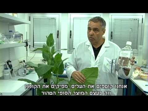 פיתוח ישראלי מאפשר הפקת קולגן מעלי טבק