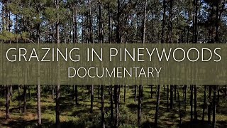 Grazing the Longleaf Pine Savanna Documentary