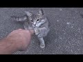 The Grey Kitten Is Not Alone