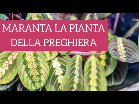 , title : 'Maranta, l'affascinante pianta della preghiera'
