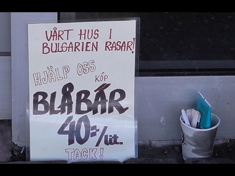 Tiggeri och blåbärsförsäljning i Berga C