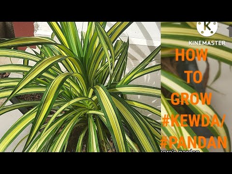 , title : 'How to grow Pandanus plant/Kewda plant/ Pandanus palm plant / How to grow and care/In English'