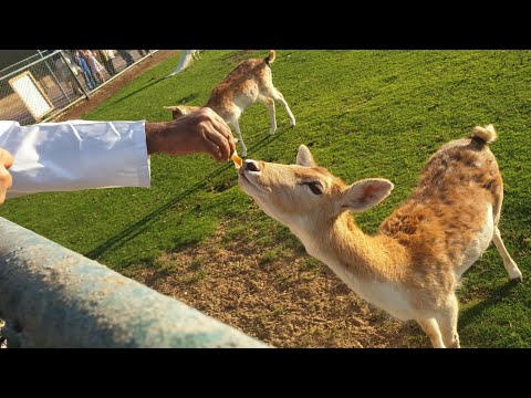 Elixir || Best Zoo In Pakistan || Real Wild Life Experience || Best Place to Visit #habeebahmua