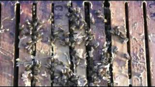 Schlafen Bienen im Winter?