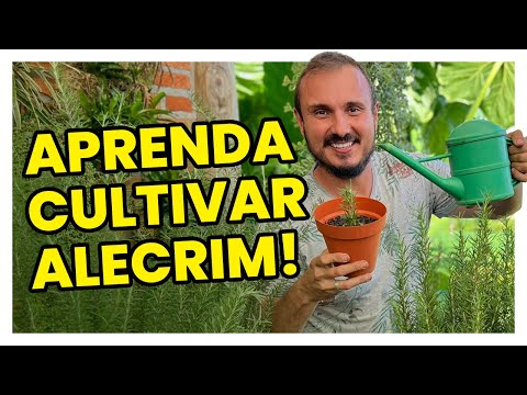 Foolproof tips for growing your rosemary.