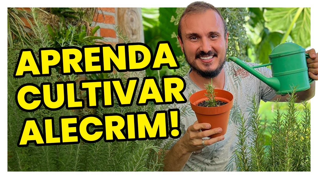 Dicas infalíveis para cultivar o seu ALECRIM