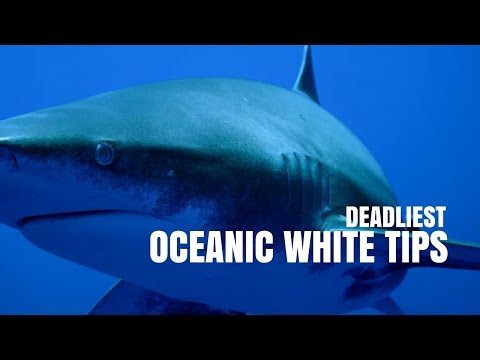 Deadliest Oceanic White Tip Sharks | SHARK WEEK 2016
