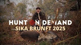Sika Brunft 2025 🏴󠁧󠁢󠁳󠁣󠁴󠁿 Schottland Teil 1 von  ⁨@jagdkrone⁩