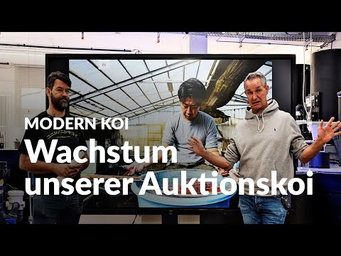 How much will the current auction koi grow by spring? | Modern Koi Blog #6414