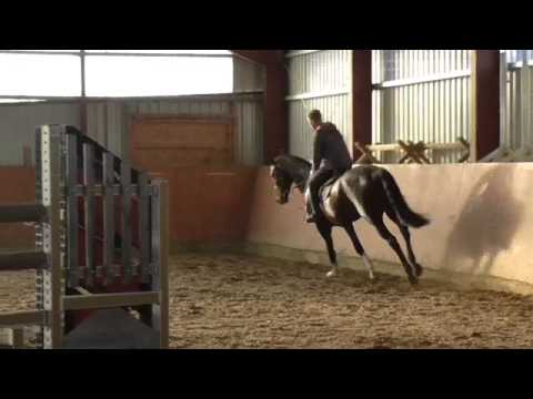 Catoo x Heraldik xx geb.2013